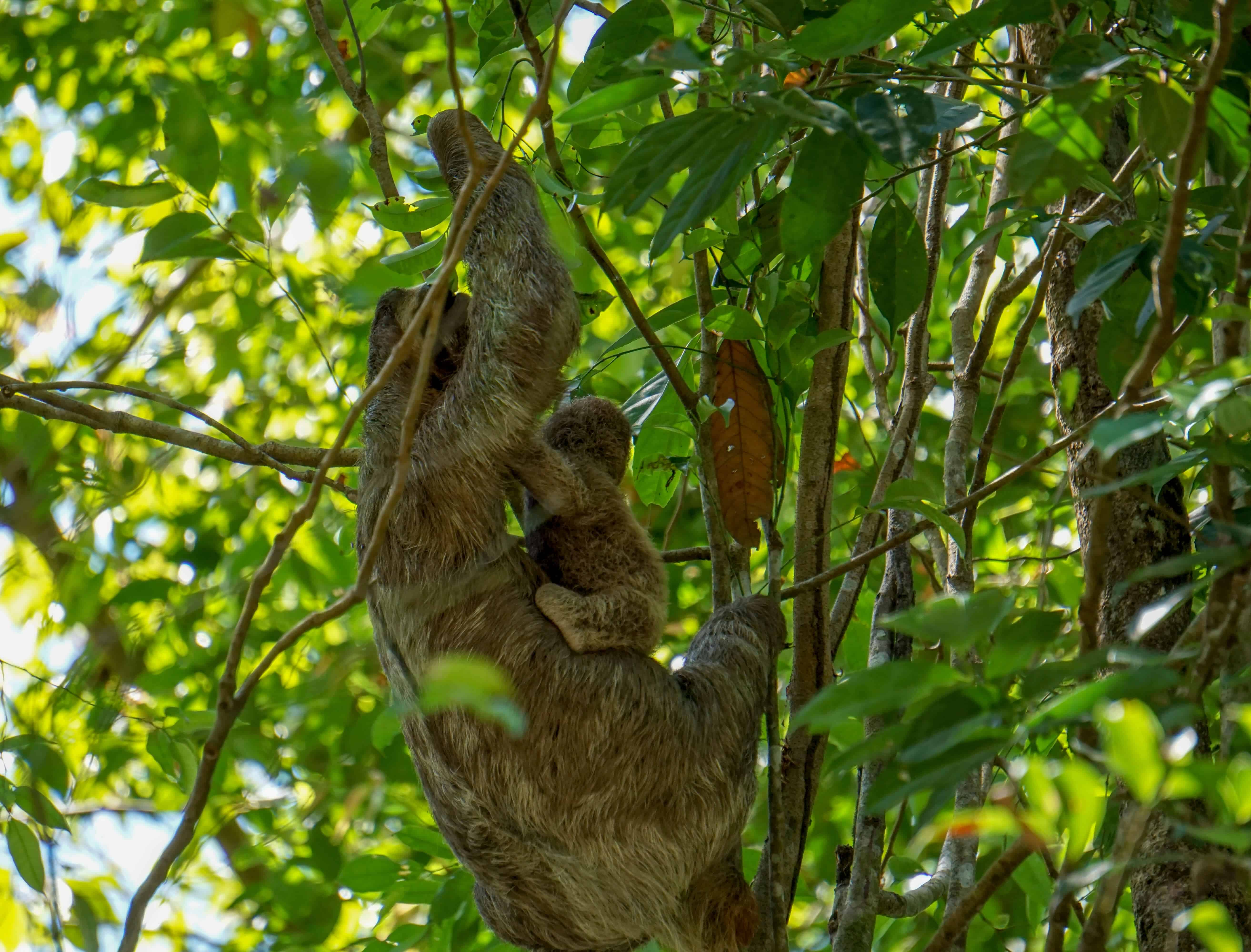 sloth on Costa Rica pacific coast