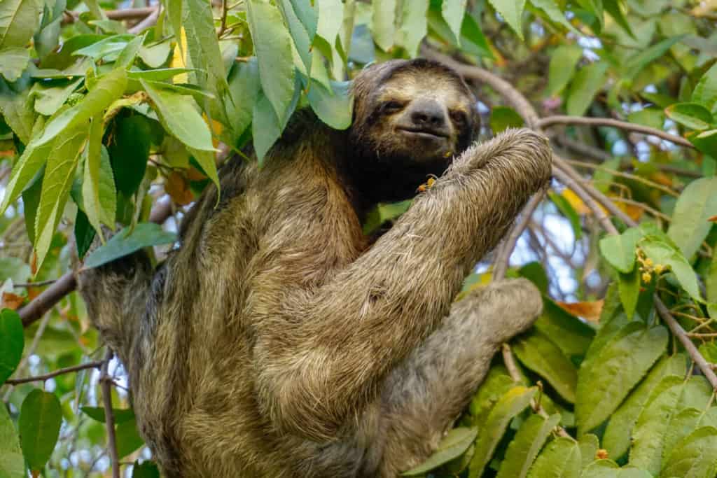 sloth what to do in monteverde costa rica