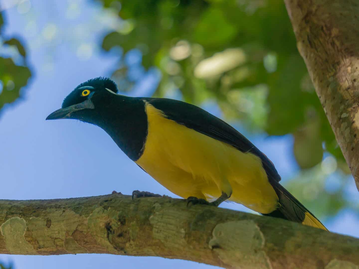 a beautiful yellow bird in Iguazu national park
