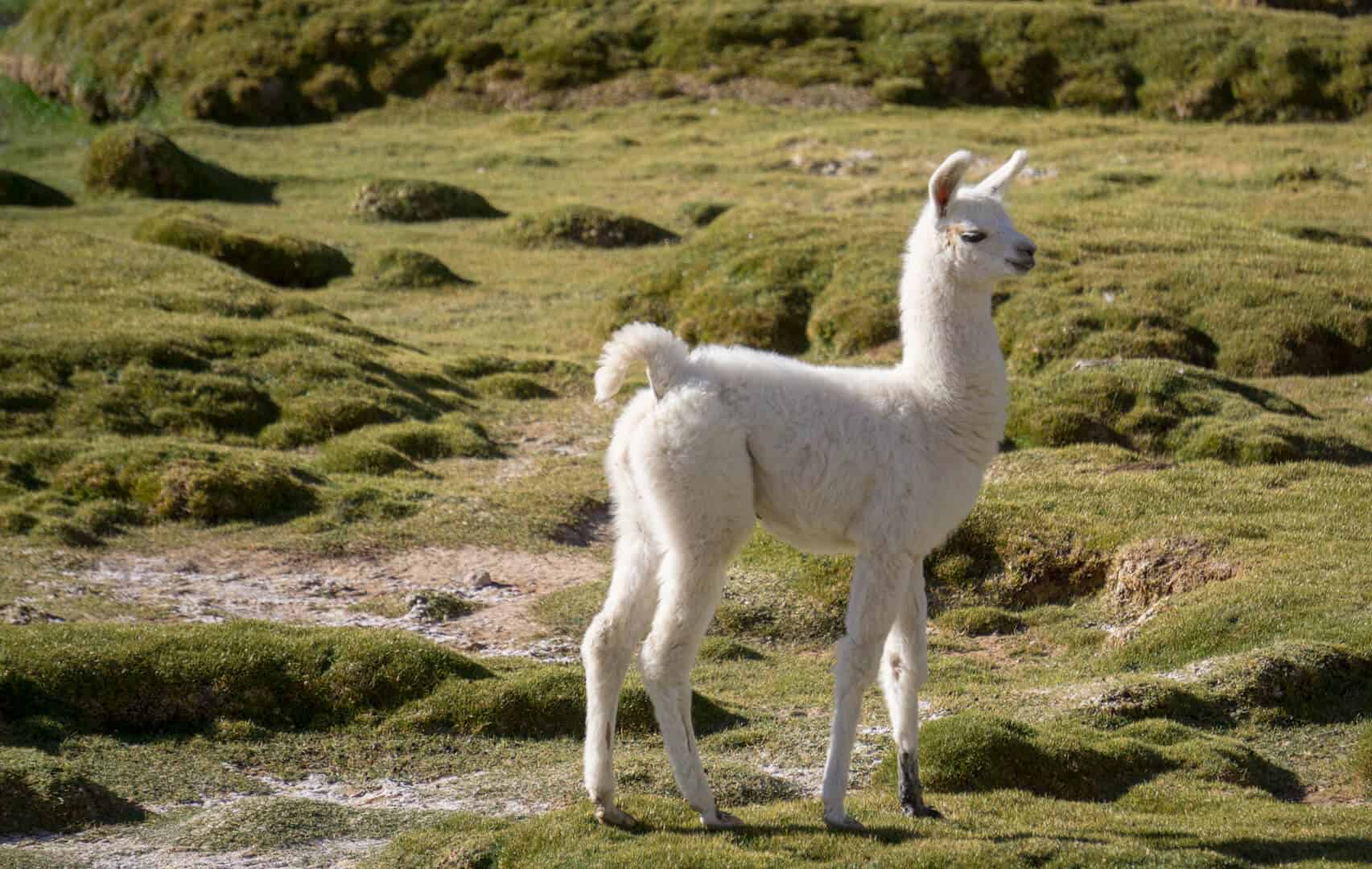 Sweetest baby Llama in Bolivia