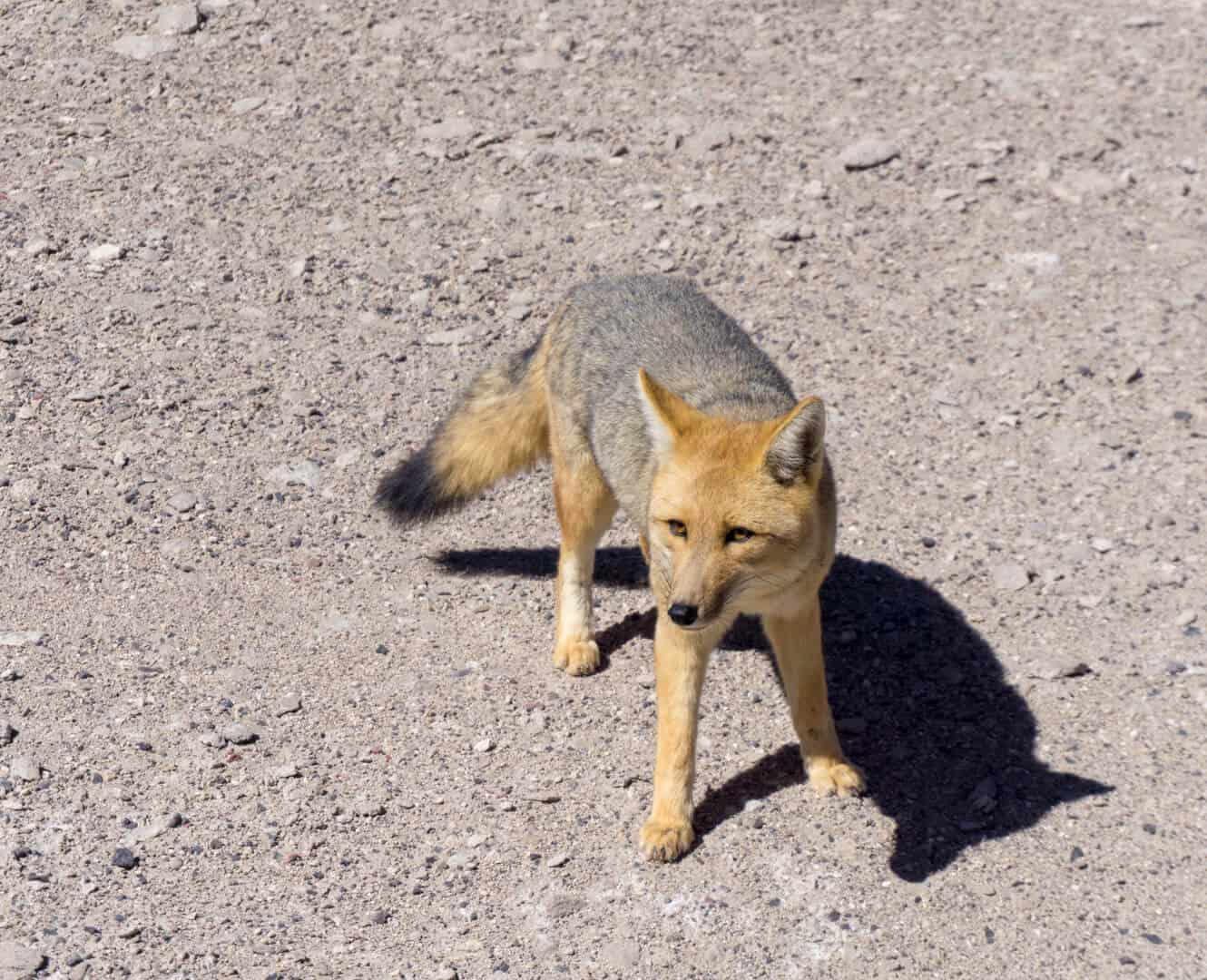 Fox at the Bolivian border