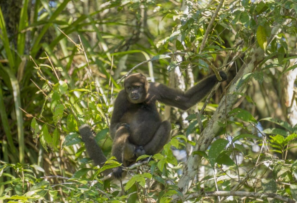 monkey in the ecuador amazon