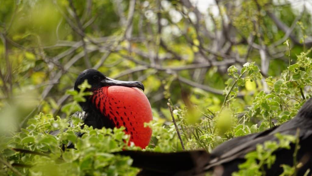 Frigate bird in Isla Lobos
