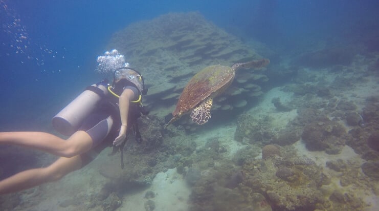 Swimming with sea turtles in Trincomalee