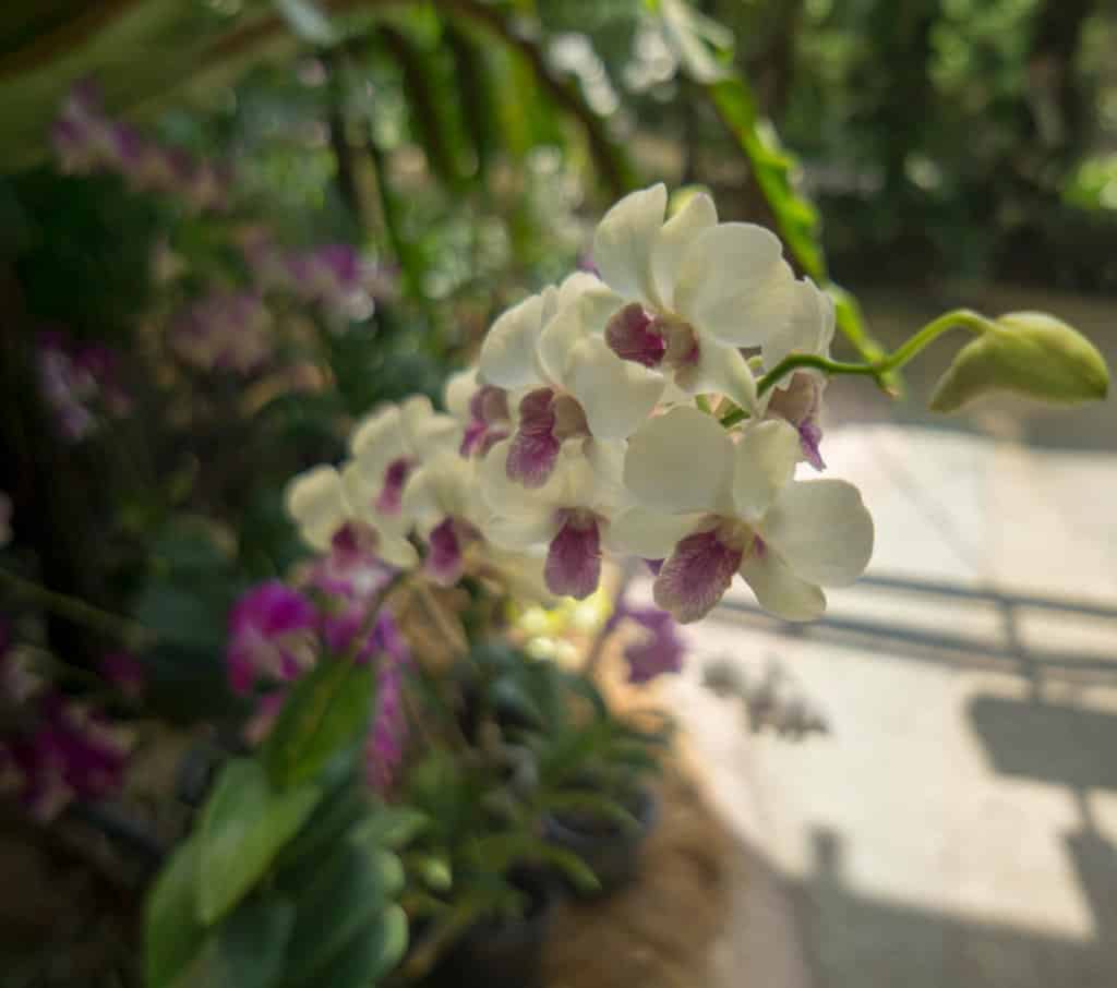 orchid garden monteverde tours