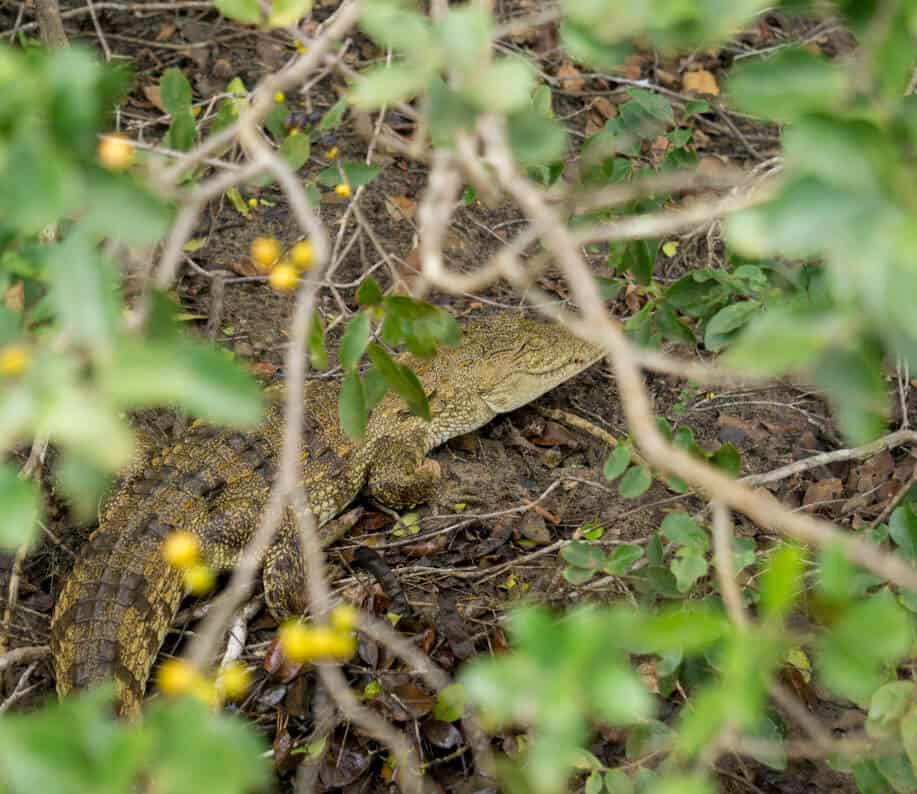 a baby crocodile in n Wilpattu National Park