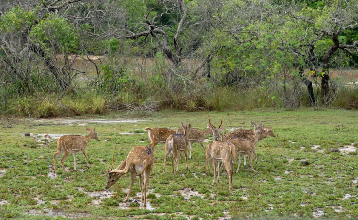 deer in Wilpattu National Park