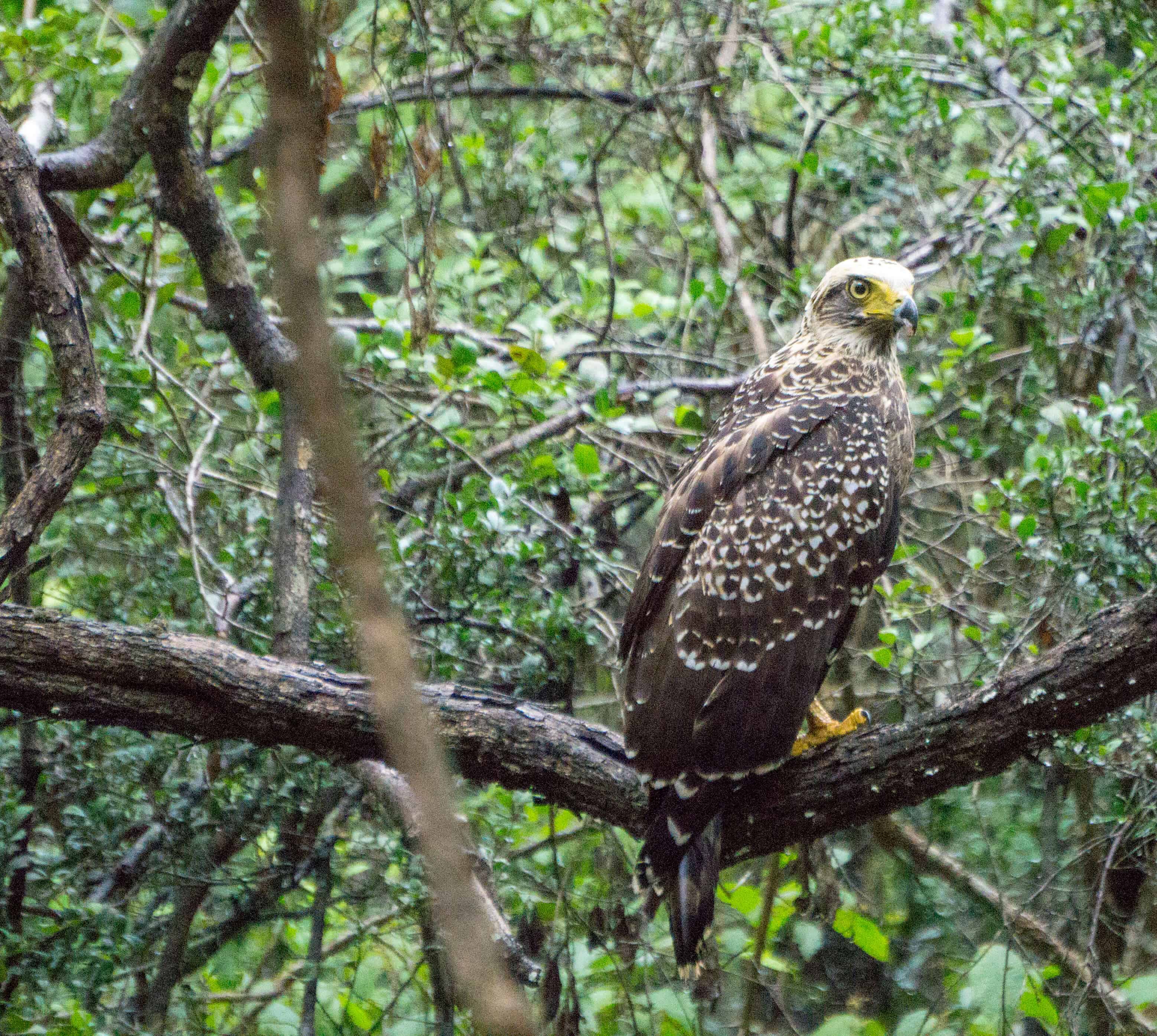 An eagle in n Wilpattu National Park