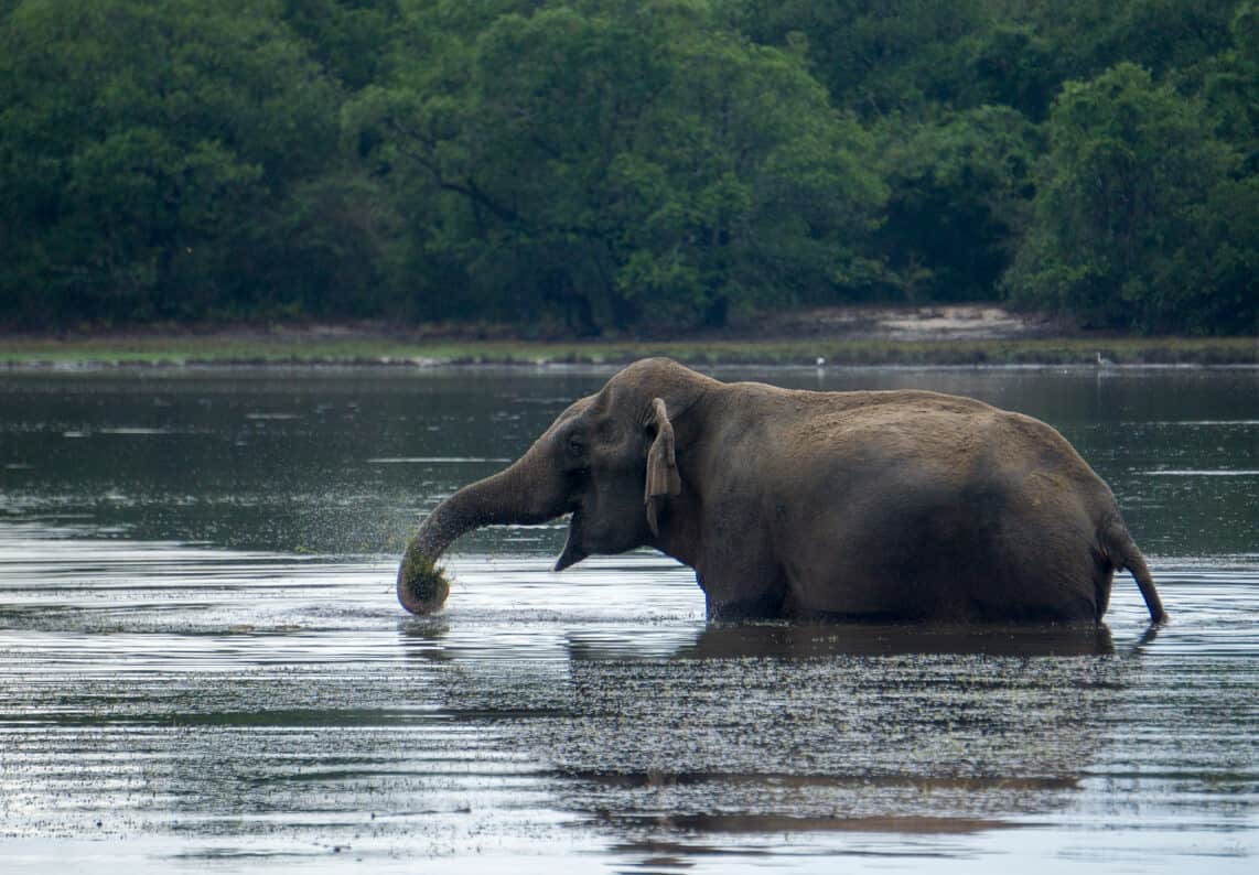 Elephant in Wilpattu National Park