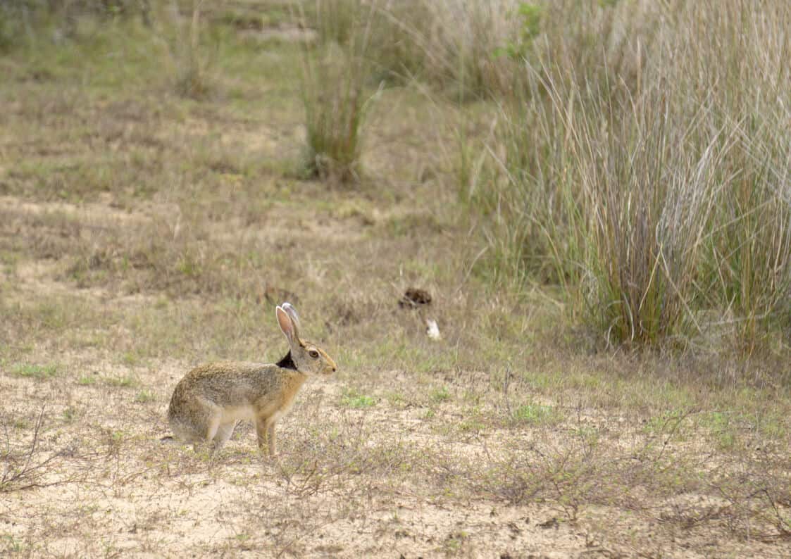 a hare in n Wilpattu National Park