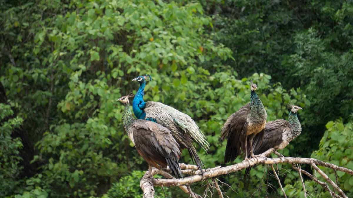 A group of male and female peacocks.