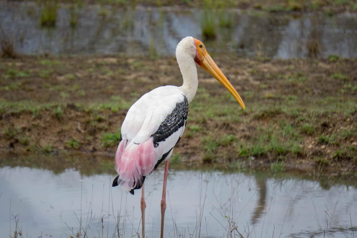 A stork in Wilpattu National Park