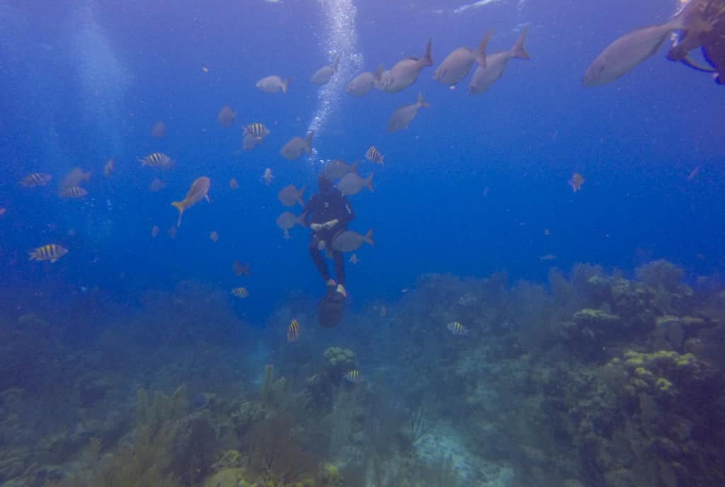 Long Caye Aquarium dive
