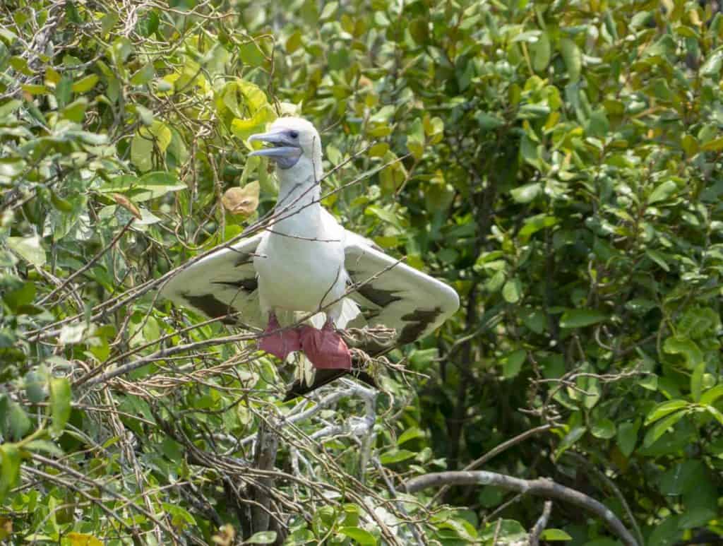 Red-footed boobies on Half Moon Caye