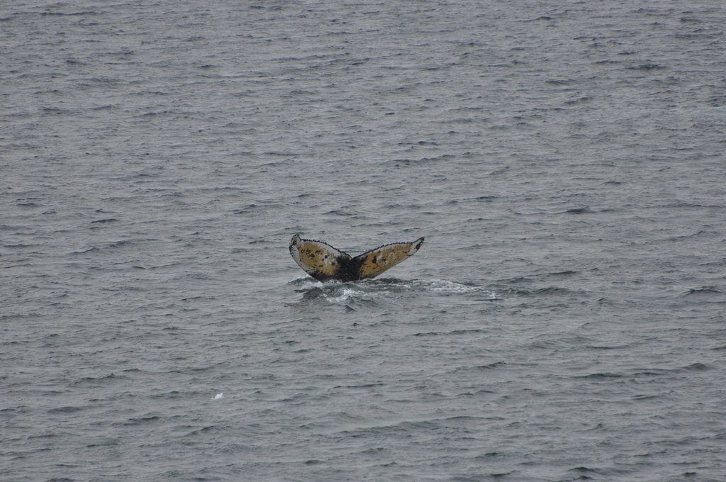 Whale Watching in Antartica