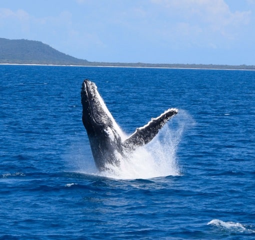 Whale Watching in Moreton Bay, Australia