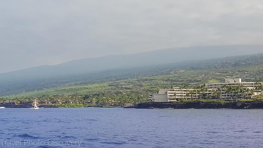 whale watching big island hawaii