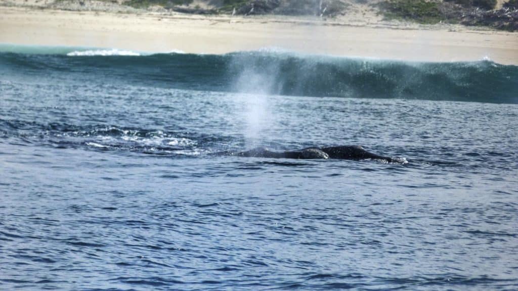 Whale Watching in Plettenburg Bay, South Africa