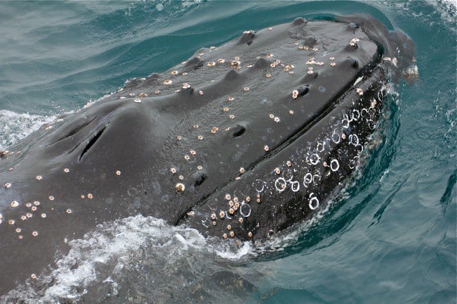 whale watching in Galapagos Islands, Ecuador