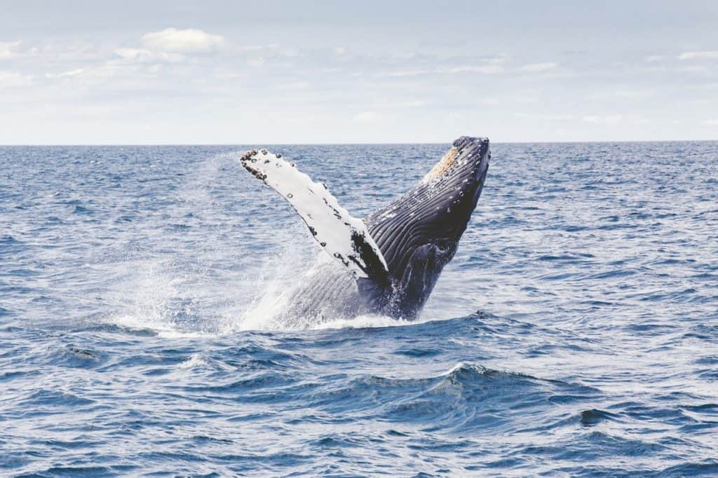 humpbacks whale watching in colombia