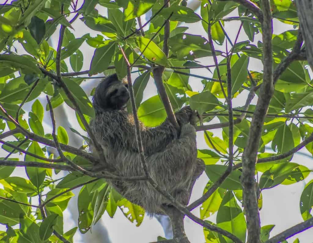 sloths are common backpacking costa rica