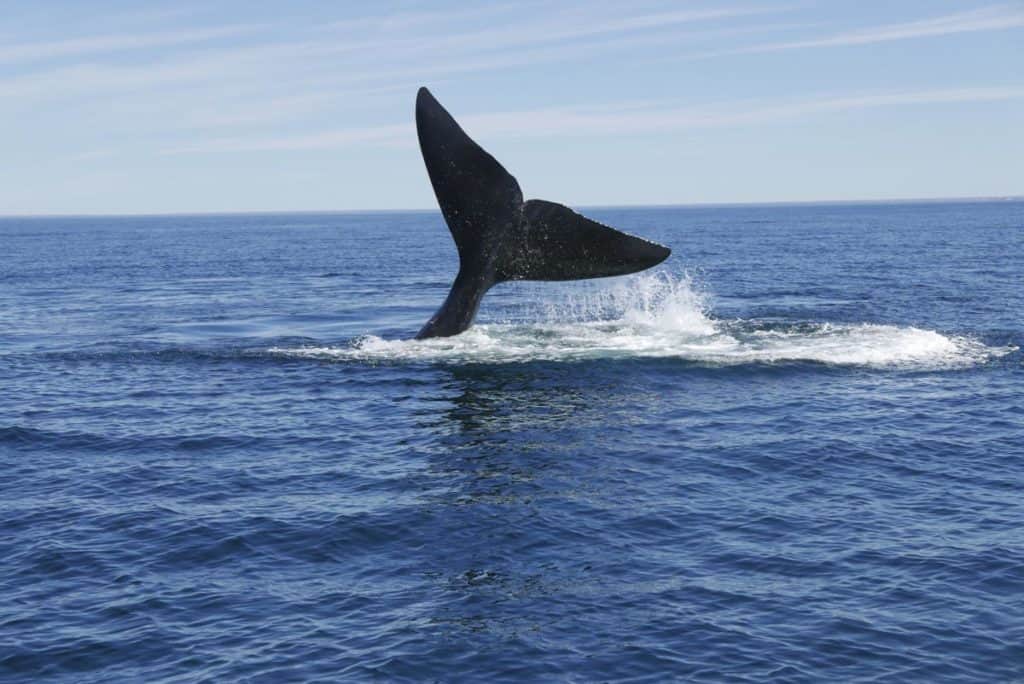 Whale Watching on the Valdes Peninsula in Argentina