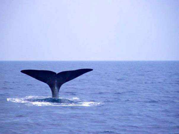 Whale Watching in the Ligurian Sea