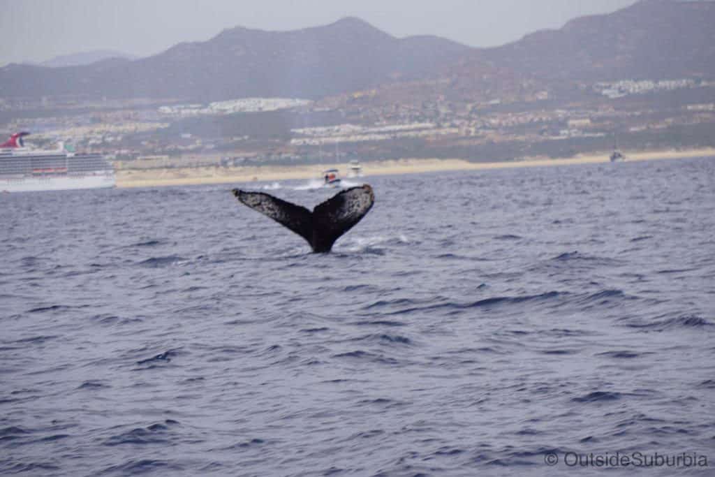 Whale Watching in Cabo, Mexico
