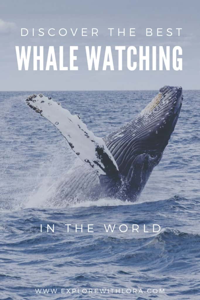 Whale watching is one of the most amazing wildlife encounters to have while traveling. Check out this post to discover the BEST whale watching destinations around the world, as recommended first hand by travel bloggers. Find your next whale watching destination! #WhaleWatching #WildlifeEncounters #Australia #NewZealand #SouthAmerica #Africa #Antartica