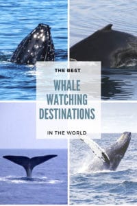 Whale watching is one of the most amazing wildlife encounters to have while traveling. Check out this post to discover the BEST whale watching destinations around the world, as recommended first hand by travel bloggers. Find your next whale watching destination! #WhaleWatching #WildlifeEncounters #Canada #America #CentralAmerica #Asia #Europe