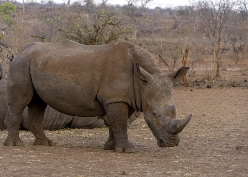 white rhinos zambia