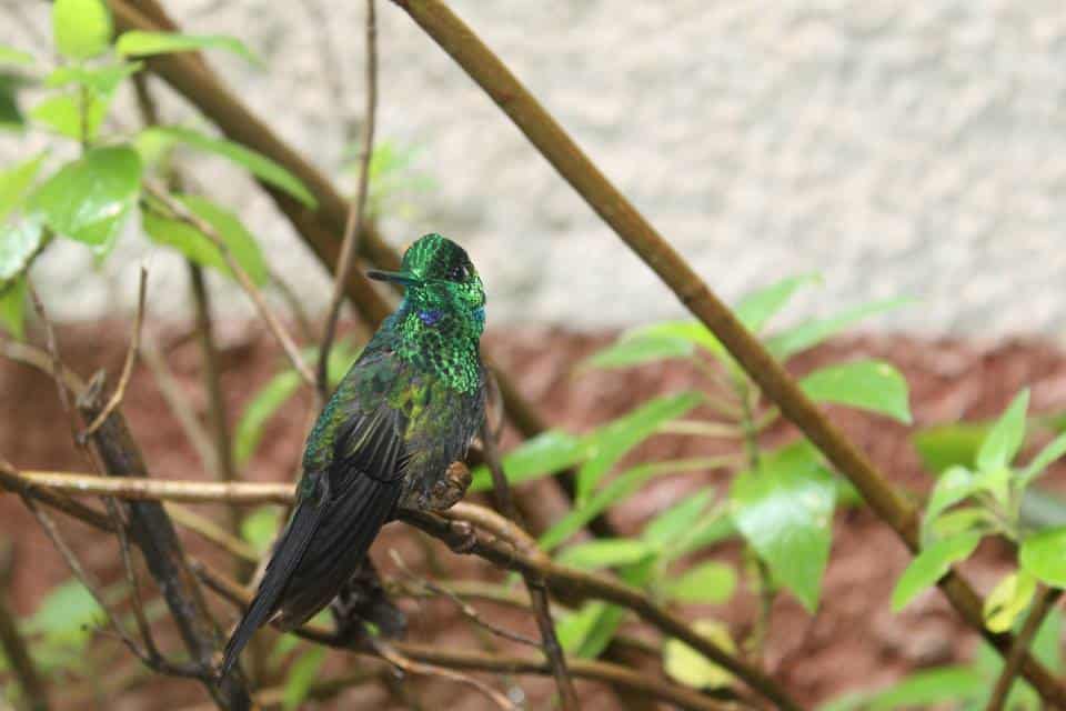hummingbird in monteverde costa rica