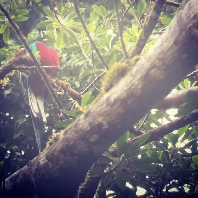 bird watching what to do in monteverde