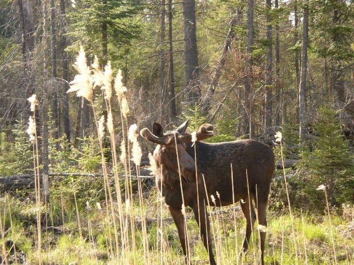 moose in algonquin national park