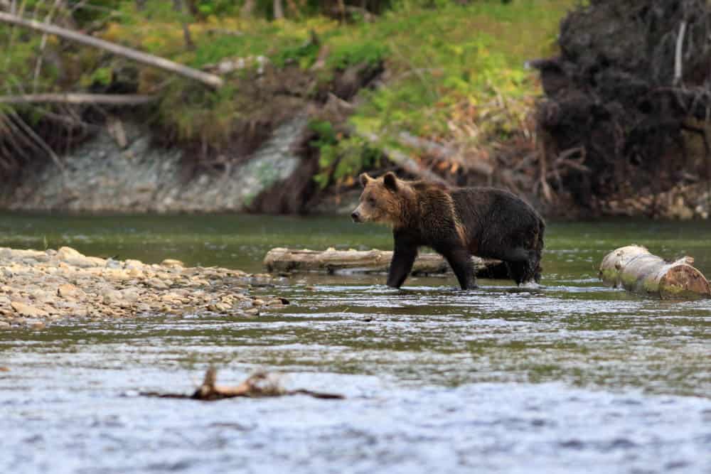 bear safari british colombia canada bucket list adventures