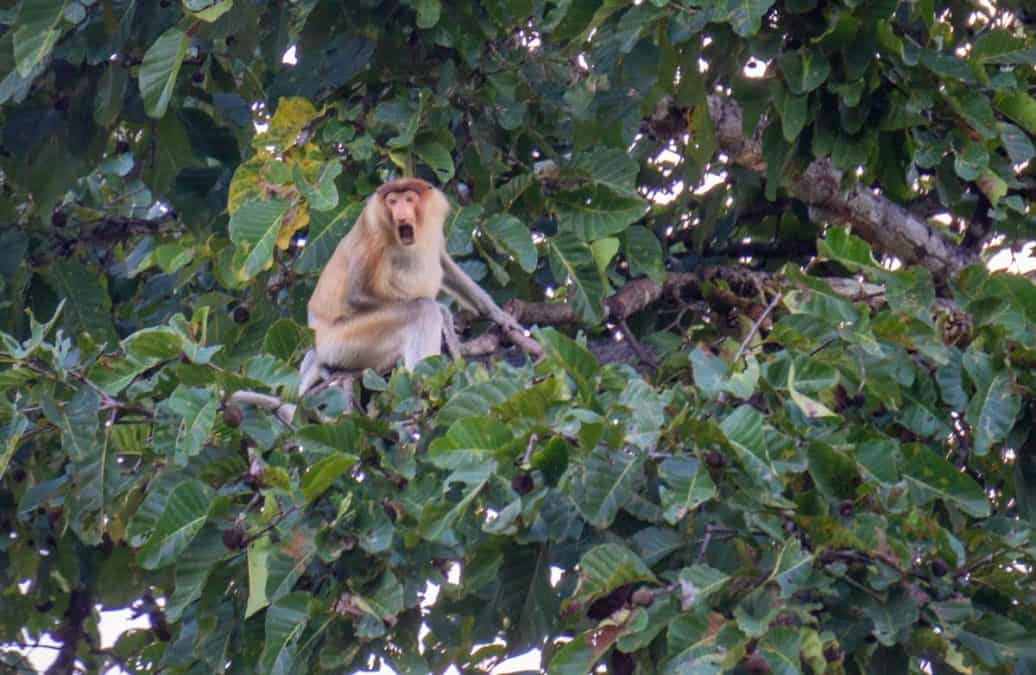 Proboscis monkey on the Kinabatagan river 