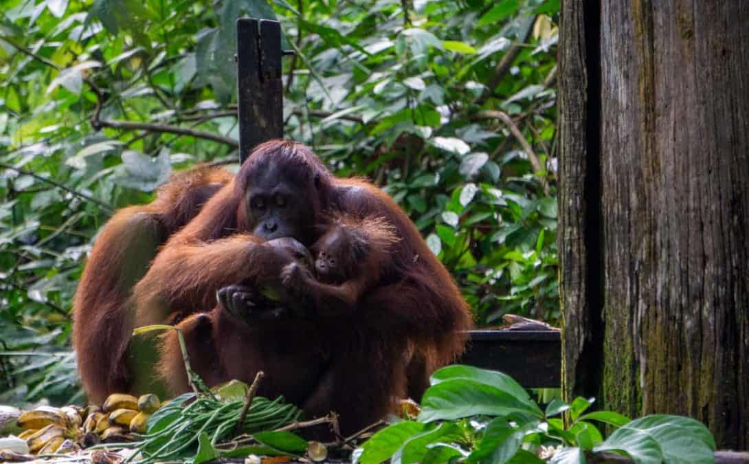 Orangutans at the Sepilok Orangutan Rehabilitation Centre