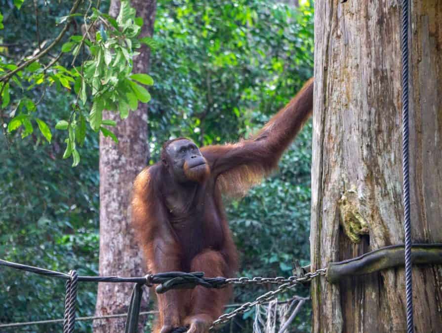 Orangutan at the Sepilok Orangutan Rehabilitation Centre