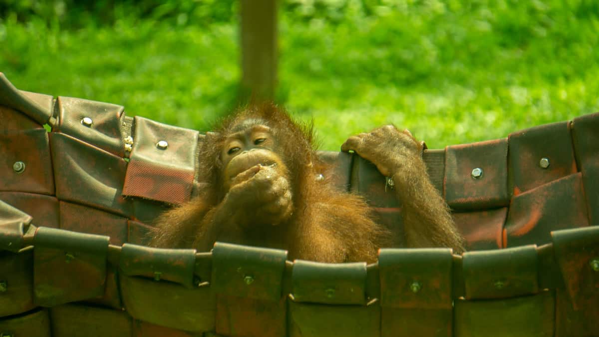 Orangutans at the Sepilok Orangutan Rehabilitation Centre