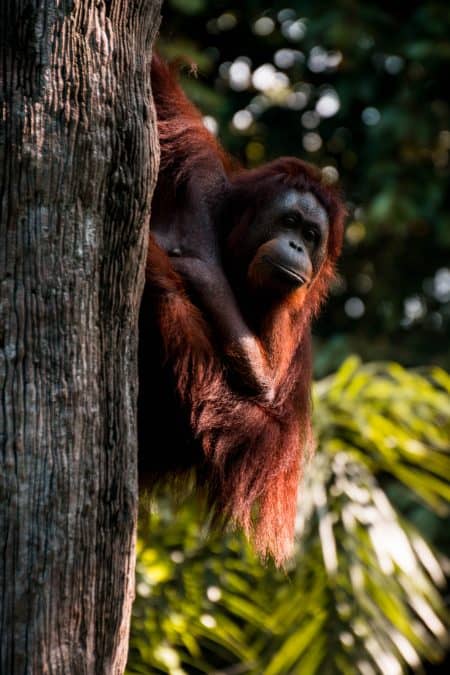where to see orangutans in the wild
