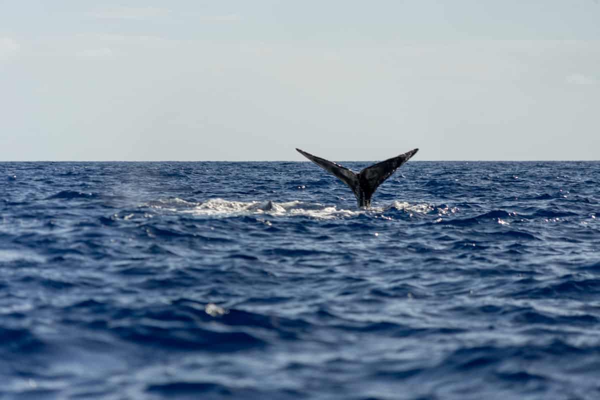 whale watching in Dominica