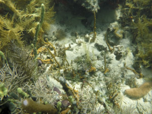coral reefs while snorkeling in bocas del toro