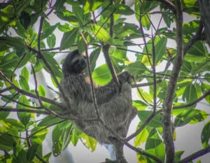 sloth hanging from tree bocas del toro