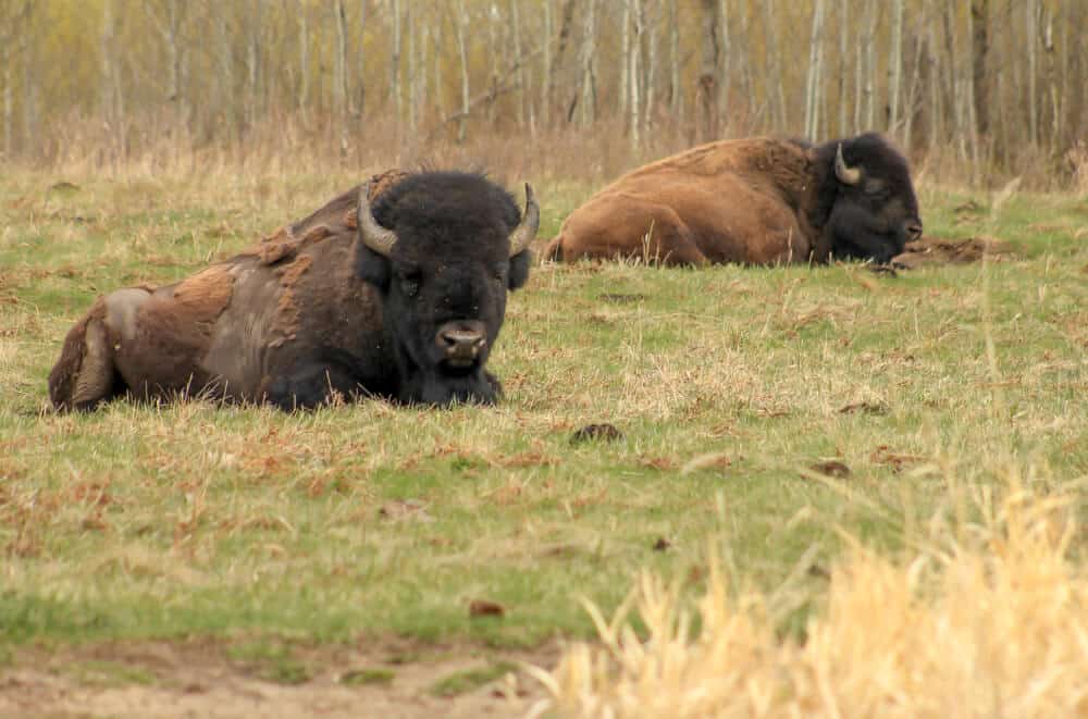 two bison sitting on grass
