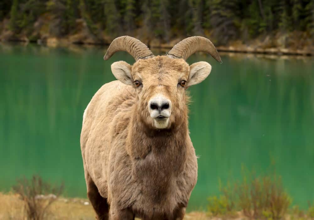 Seeing a Big Horn Sheep on a roadtrip through Jasper Alberta