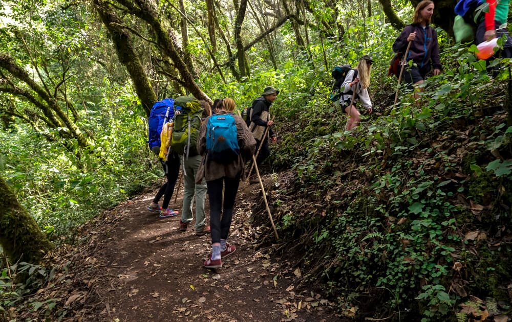 hiking in forest on volcan acatenango in guatemala