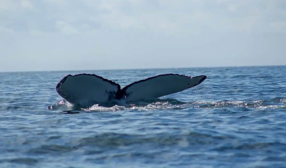 whale watching in newfoundland