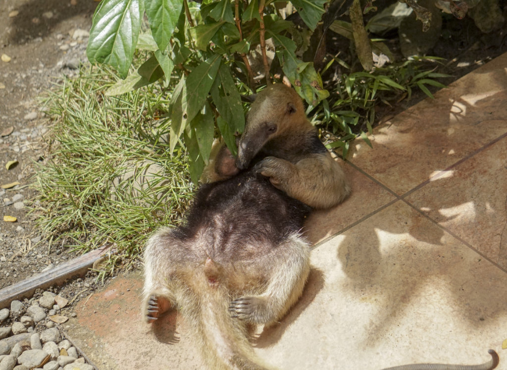 anteater in costa rica