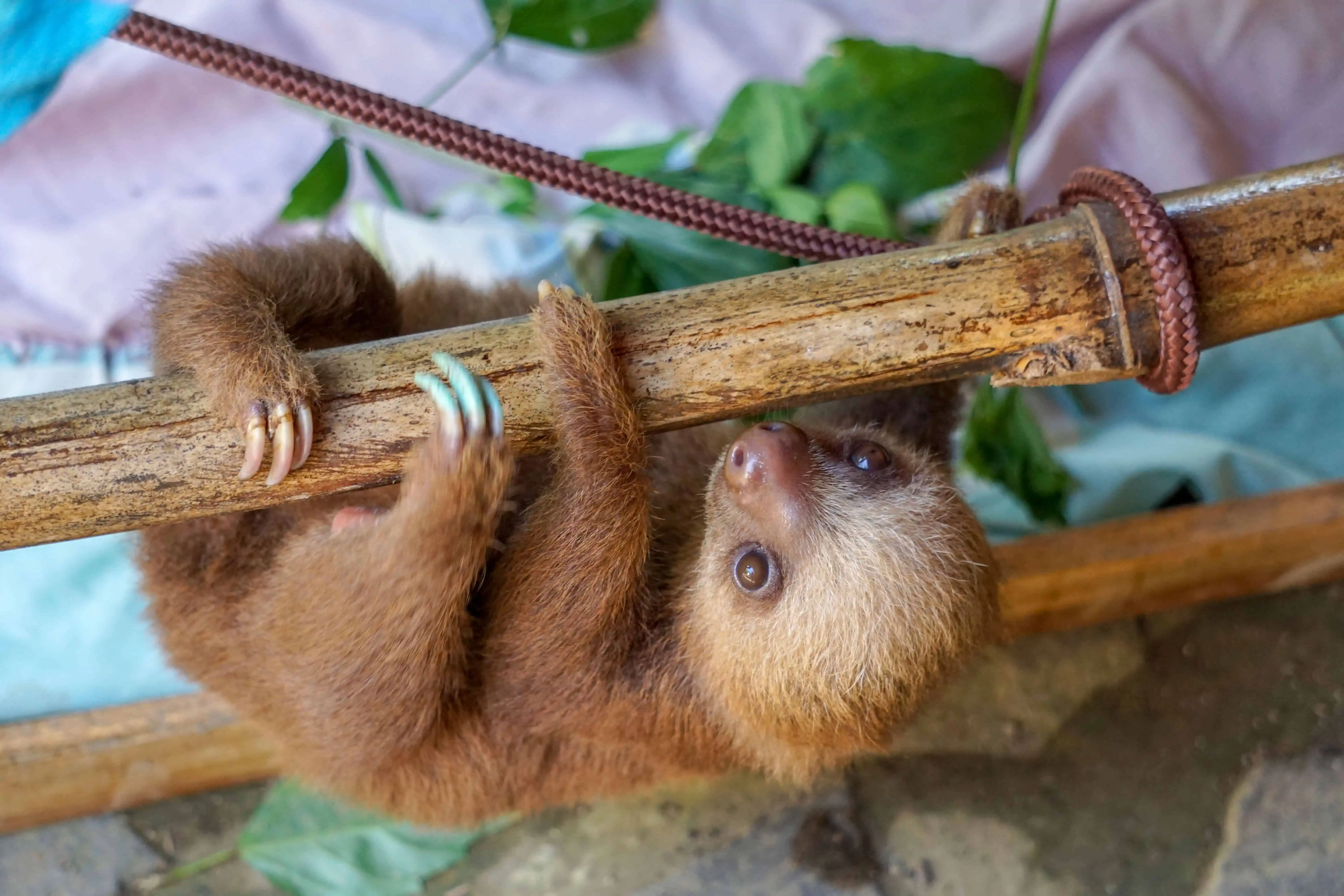 Cute baby sloth with soft fur and large, round eyes, hanging from a branch in the Uvita Costa Rica wildlife sanctuary.