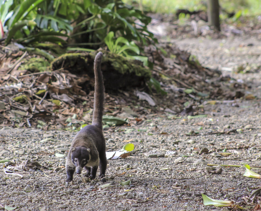 coati mammals costa rica